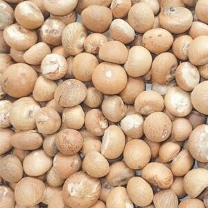 BETEL NUT