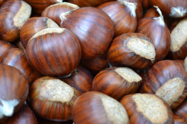 Chest nuts kennel raw fresh chestnuts