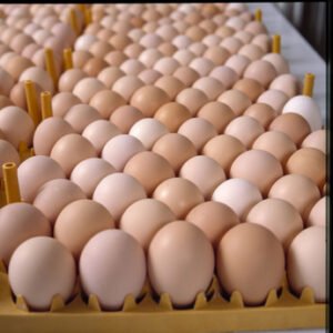 Fresh Farm White and Brown Chicken Table Eggs