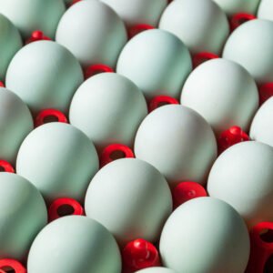 Fresh Duck Eggs