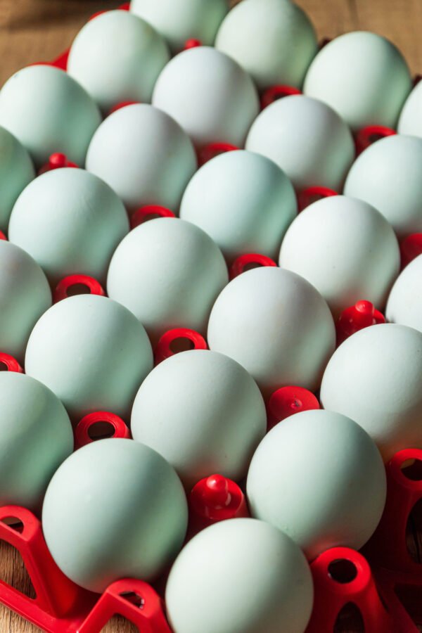 Fresh Duck Eggs