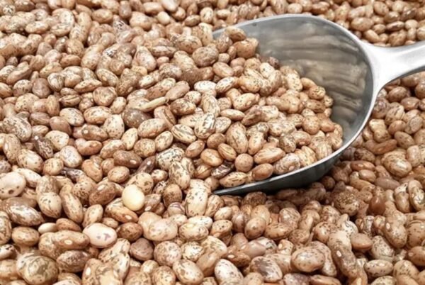 Pinto Kidney Beans