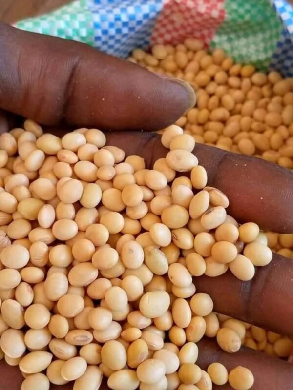 Soya beans seeds